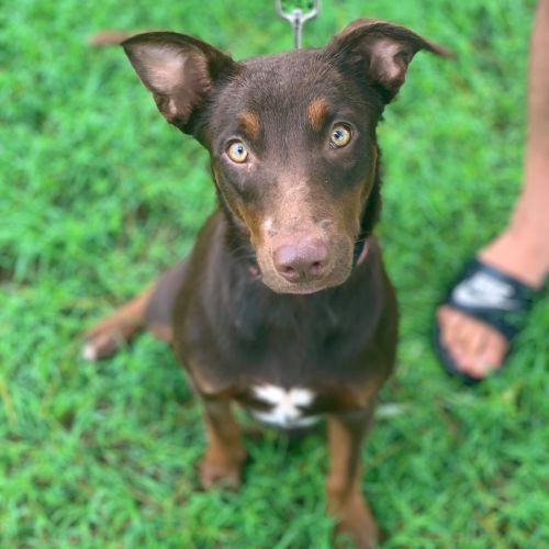 Jada 
