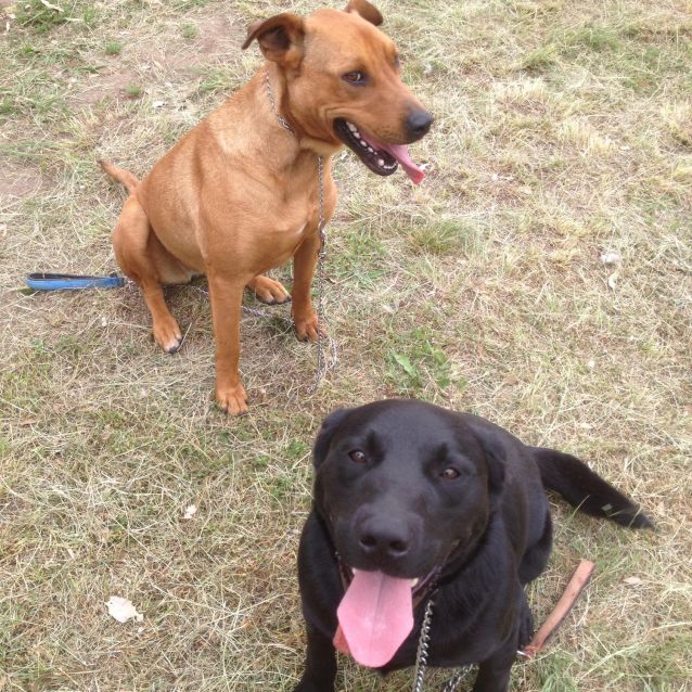 Photo of ♥ Tara & Shep ♥ ~ Life Is Great With A Bestie