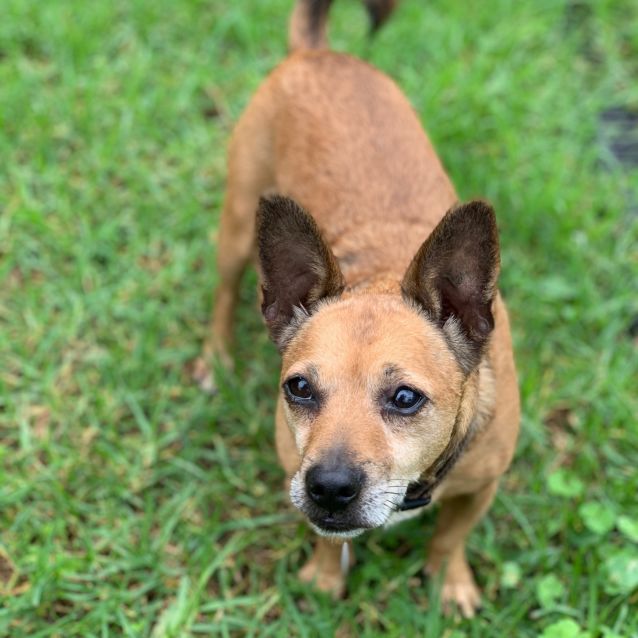 portuguese podengo chihuahua mix