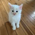 Photo of Kimba