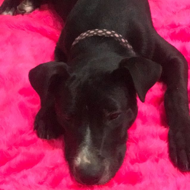 Photo of Dotti (On Adoption Trial)