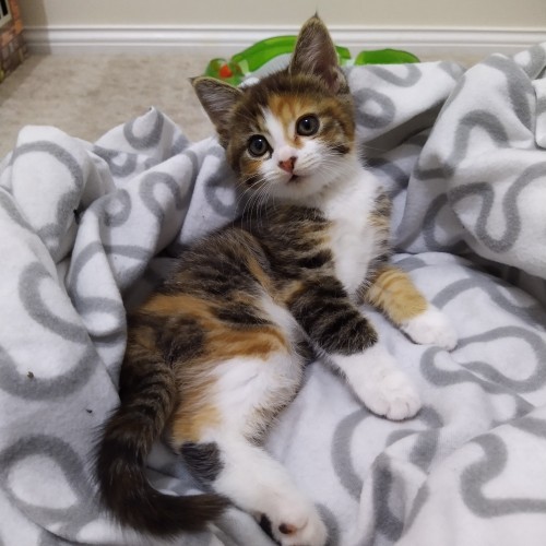 Butterscotch ^Dandy Cat Rescue^