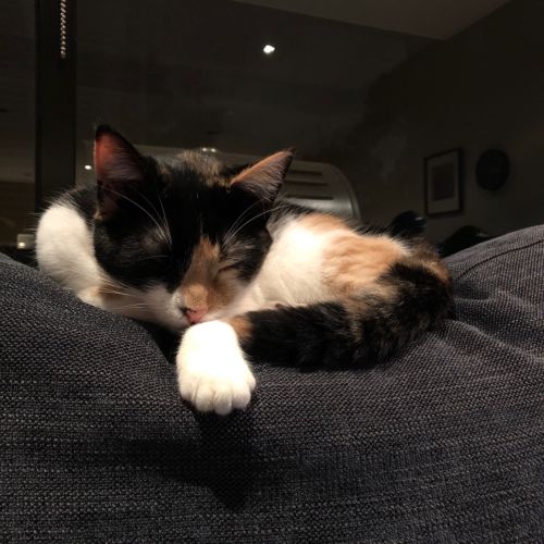 Stella