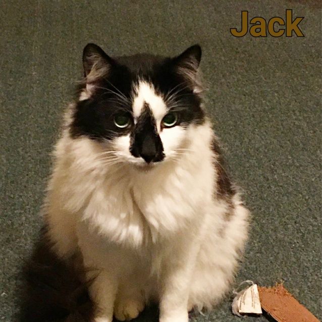 Photo of Jack