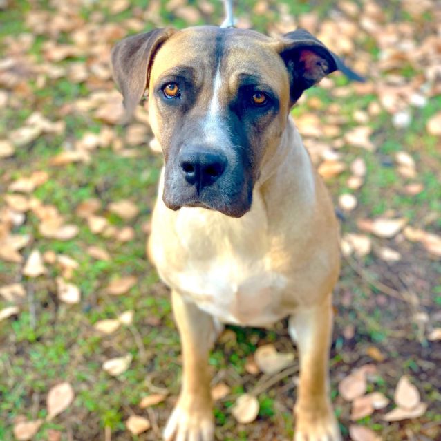 Photo of Cocoa 