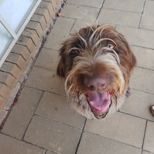 Daisy 