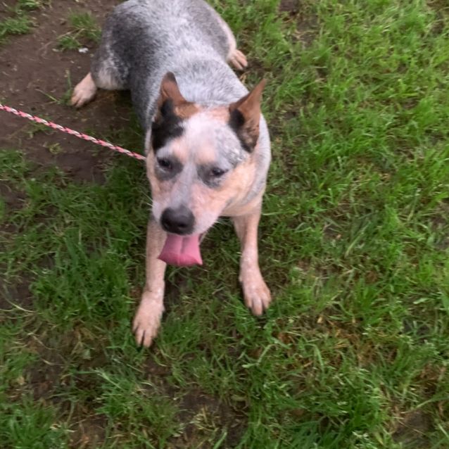 pets for adoption at joplin humane society