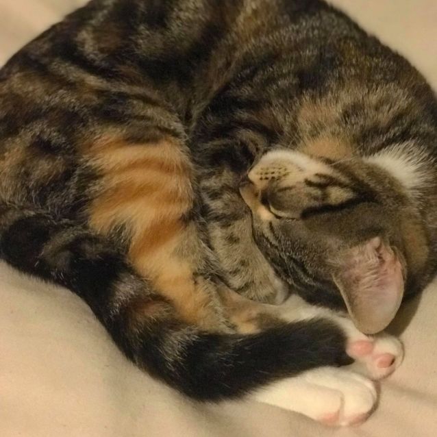 Photo of Elayna ^^Dandy Cat Rescue^^