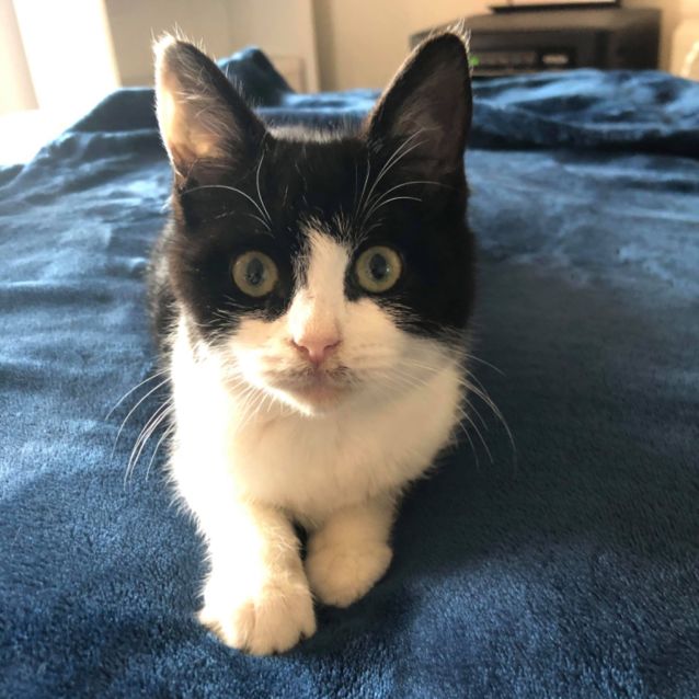 Photo of Charlie Girl