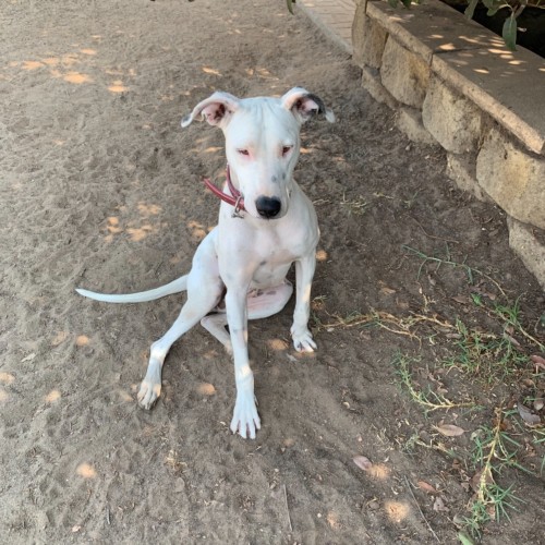 Sugar (now on adoption trial)