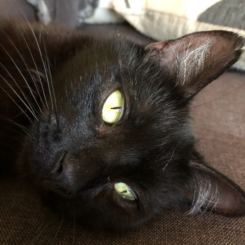 Barker