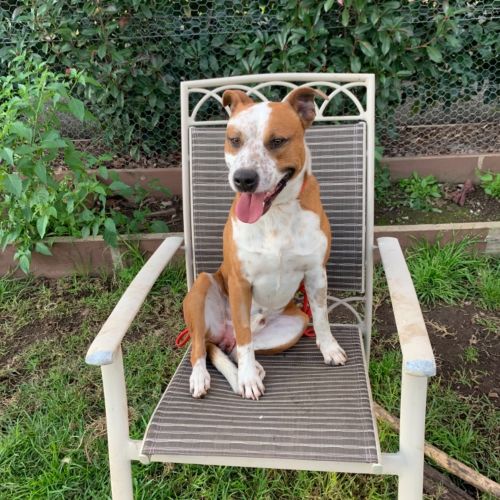 Jed (on Adoption trial)
