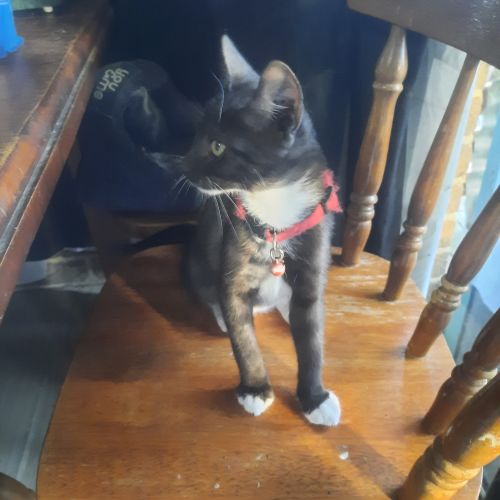 Missy - Domestic Short Hair Cat