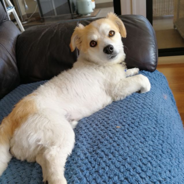 Photo of Simba ~ Jack Russell X Maltese (On Trial 5/10/19)