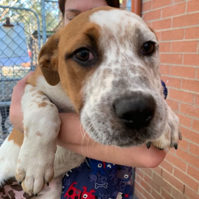 Photo of Cooper (On Trial Adoption)