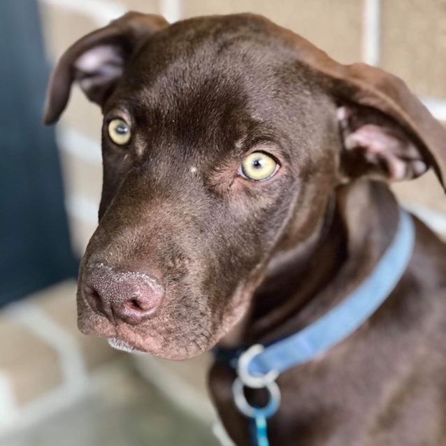 Photo of Cadbury