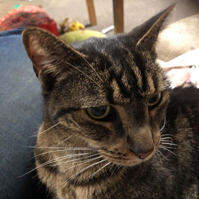 Photo of Lucky