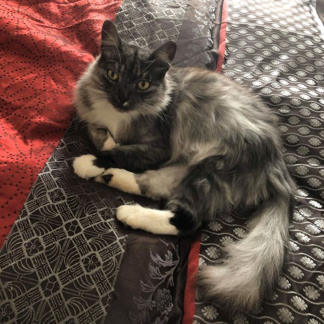 Photo of Callie