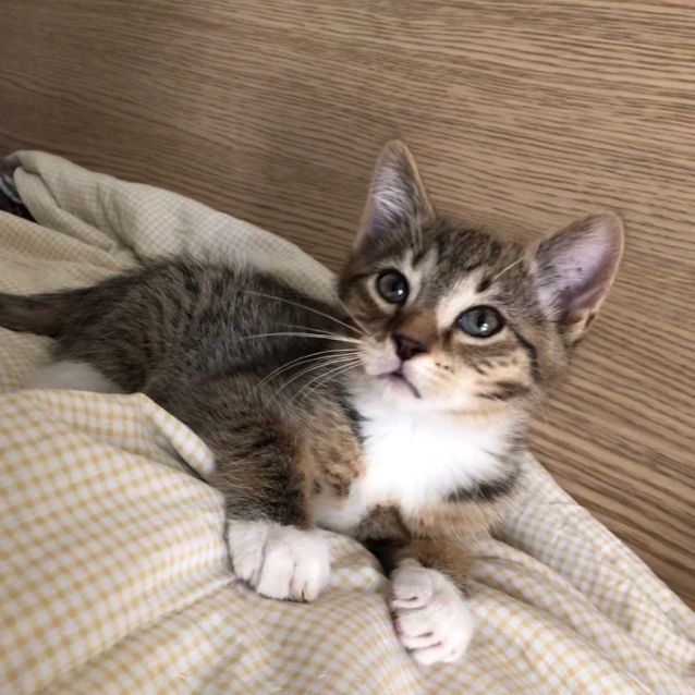 Photo of Ares