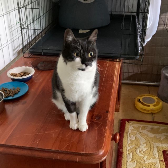 Photo of Molly   Can Transport To You