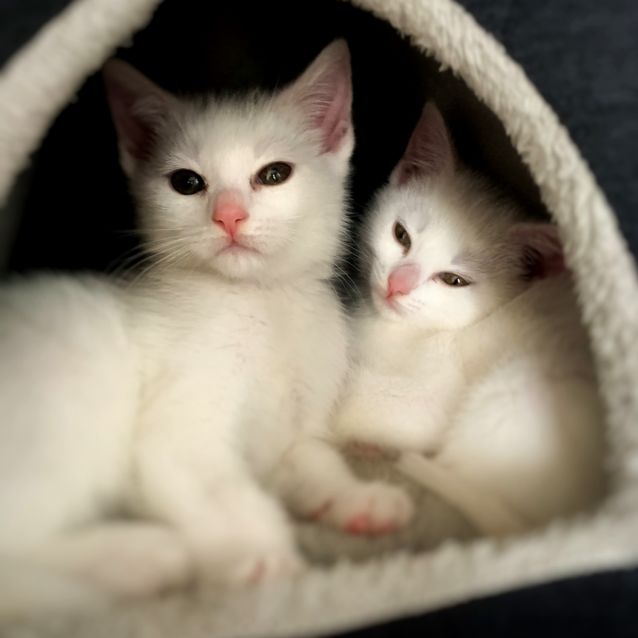 Photo of White Angels