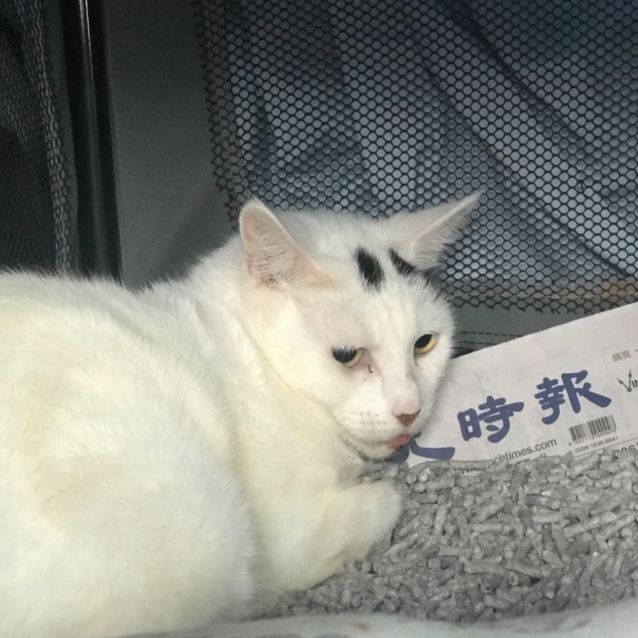 Photo of Casper ** Been Through So Much **