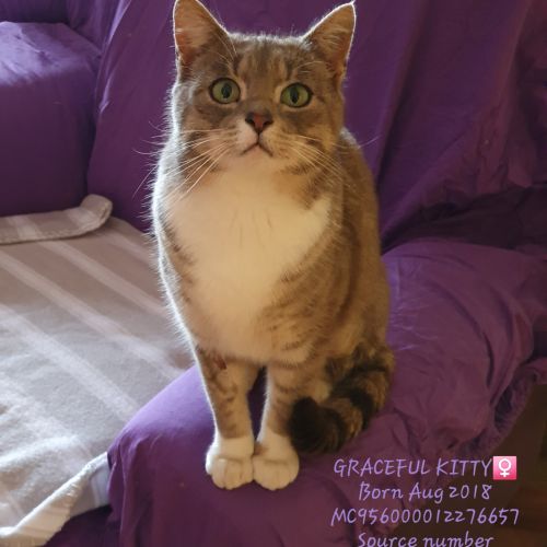 Gracie Kitty