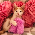 Photo of Charlie