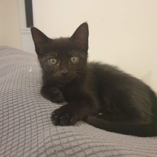 Photo of Echo
