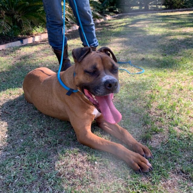 Photo of Rocky (On Adoption Trial)