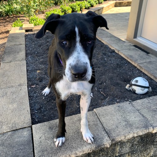 Lucy ~ $150 Adoption Fee ~