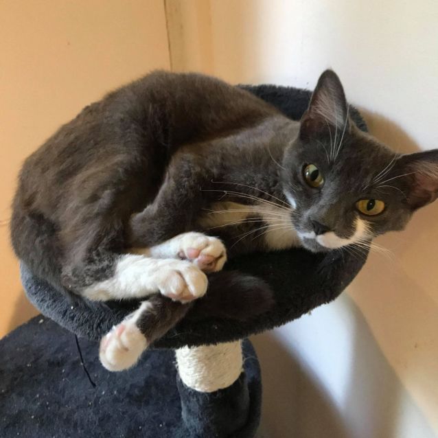Photo of Dora