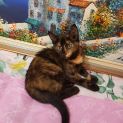 Photo of Candy