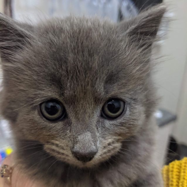 Photo of Apollo
