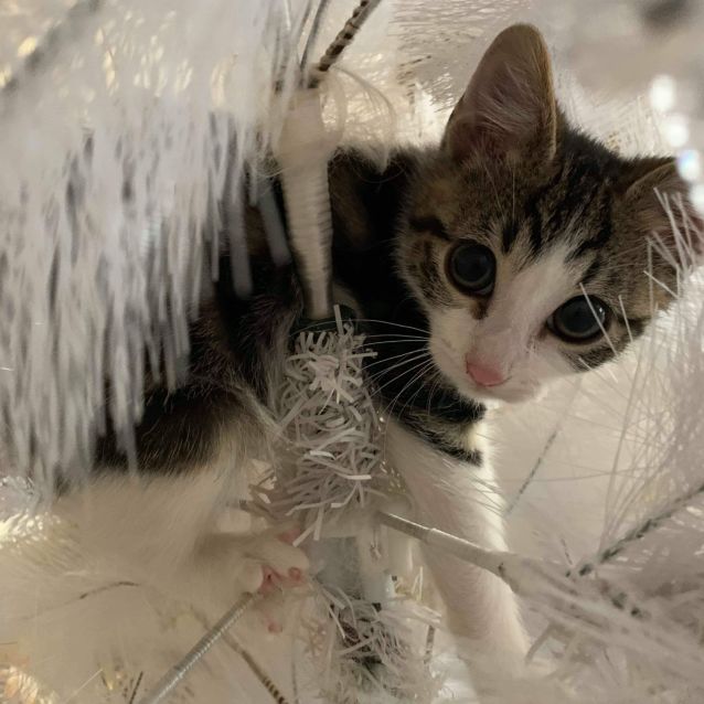 Photo of Skittles