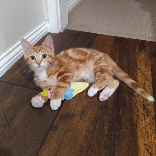 Percy ^^Dandy Cat Rescue^^