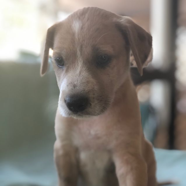 Photo of Comet  (Adoption Pending)