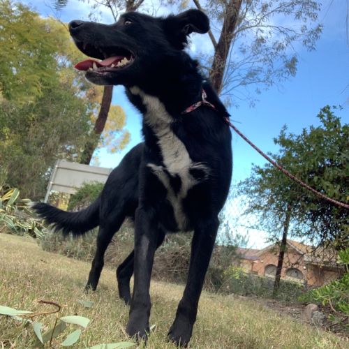 Chance (on Adoption trial)