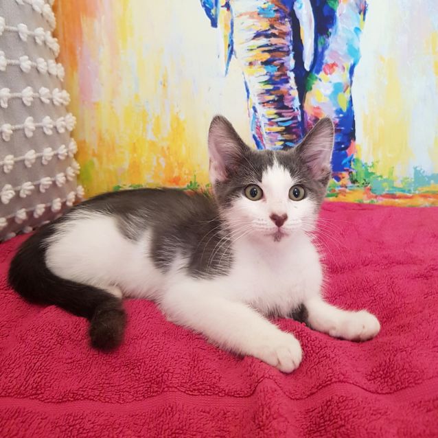 Photo of Valentino