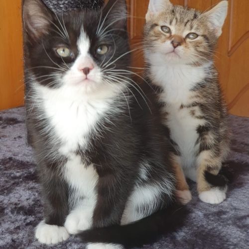 Tiger & Echo ❤❤