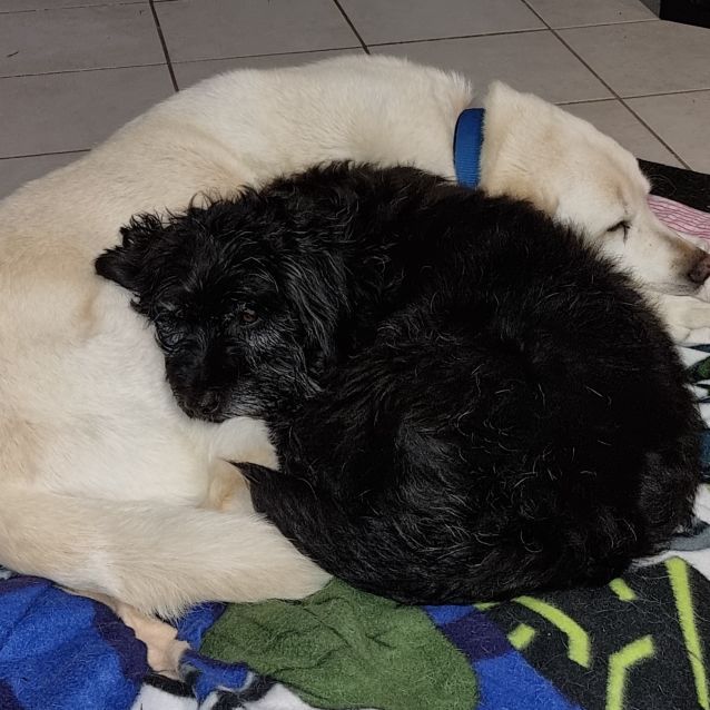 Photo of Zac & Zoe ~ Bonded Pair(on Trial 16/08/21)