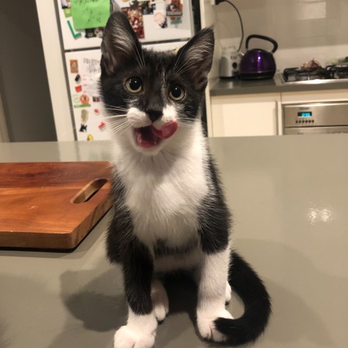Bert 