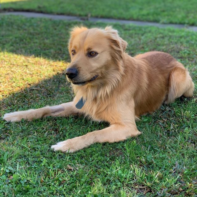 Photo of Shelby 🐶