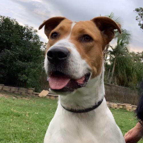 Rosie (on Adoption trial)