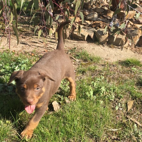 Bracken
