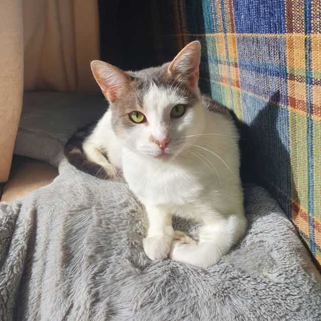 Photo of Blossom