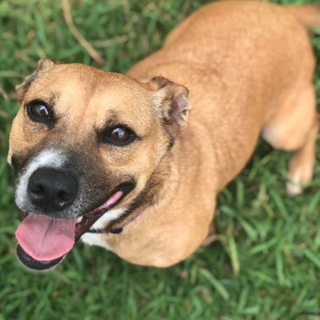 Noddy - Small Male Dachshund x Staffy Mix Dog in NSW - PetRescue