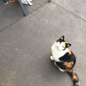 No photo for Narla (Bonded Pair With Her Brother Simba)