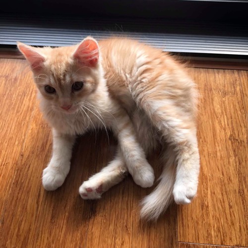 Gracie