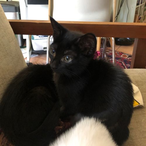 Benny - Located in Brunswick East